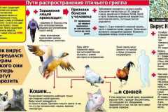 Пути распространения птичьего гриппа